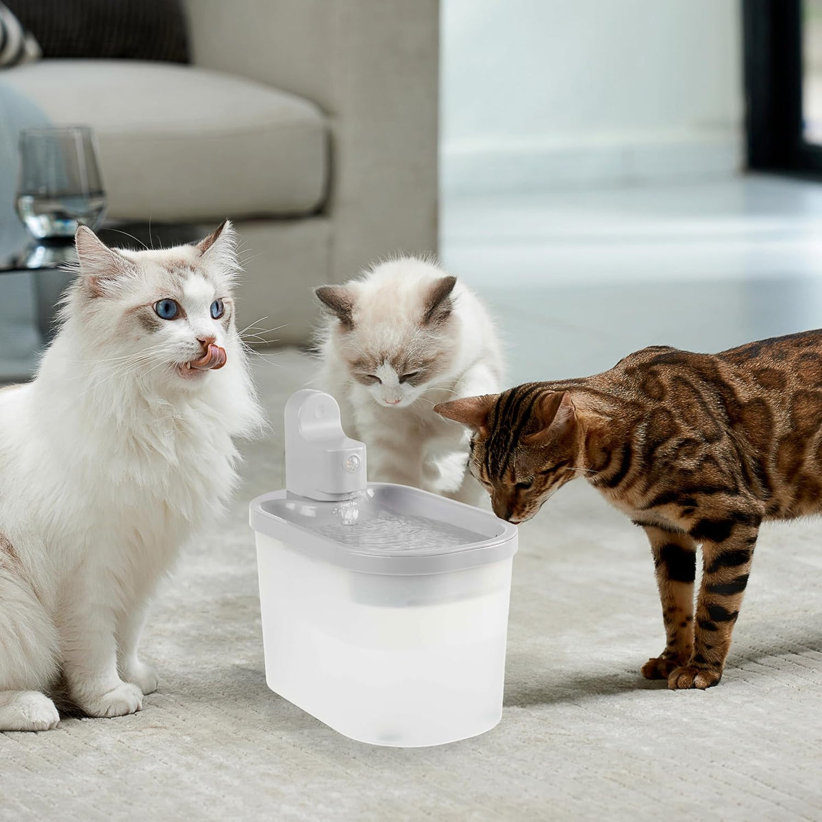 Pet Water Fountain